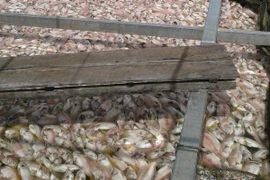 (Ảnh minh họa: Nam Thái/TTXVN)