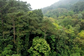 (Ảnh minh họa: Hoàng Hùng/TTXVN)