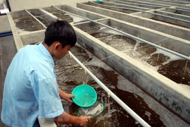 (Ảnh minh họa: Danh Lam/TTXVN)