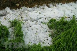 Từ chiều tối 2/4 đến tối 3/4, ở Bắc Bộ nhiều khả năng xảy ra mưa dông kèm lốc, sét, mưa đá (Ảnh minh họa: Xuân Tư/TTXVN)