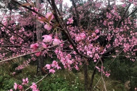 Hoa anh đào tại thị trấn Măng Đen, huyện Kon Plông, tỉnh Kon Tum đồng loạt bung hoa, khoe sắc vào đúng ngày đầu năm mới 2022. 