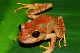 (Nguồn: parisbeacon.com)