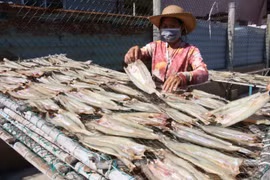 Các hộ sản xuất cá khô ở làng nghề truyền thống chế biến cá khô Bình Thắng, huyện Bình Đại, tỉnh Bến Tre. (Ảnh: Công Trí/TTXVN)