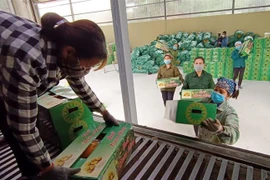 Chuyển những thùng bưởi Đoan Hùng đạt chất lượng lên container để xuất khẩu. (Ảnh: Trung Kiên/TTXVN)
