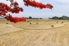 Khu dự trữ sinh quyển Núi Chúa (Ninh Thuận) đang là điểm thu hút khách du lịch, các nhà khoa học tới tham quan, nghiên cứu. (Ảnh: Nguyễn Thành-TTXVN)