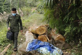 Gỗ rừng phòng hộ bị khai thác trái phép chưa kịp chuyển ra khỏi rừng. (Ảnh: TTXVN phát)