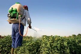 Phun thuốc trừ sâu. Ảnh minh họa. (Nguồn: ​urbancultivator.net)