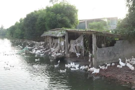 Trang trại nuôi vịt tại xã Hiển Khánh, huyện Vụ Bản, Nam Định. (Ảnh: Vũ Văn Đạt/Vietnam+)