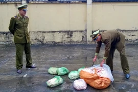 Lực lượng chức năng tiến hành kiểm tra, xử lý số da lợn không rõ nguồn gốc. (Ảnh: Nguyễn Hoàng/TTXVN)