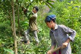 Ảnh minh họa. (Nguồn: TTXVN) 