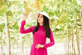 Ninh Thuận được mệnh danh là thủ phủ của nho, những vườn nho xanh mướt nằm dọc biển ở đây đã trở thành thương hiệu rất riêng của vùng đất đầy nắng và gió. (Ảnh: Viết Quý/Vietnam+)