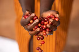 Phụ nữ Rwanda với hạt càphê "gánh" cả nền kinh tế đất nước này. (Ảnh: Melissa Lyttle)