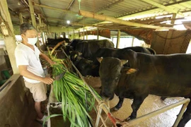 Gia đình ông Phan Văn Nhân ở xã Phú Phương, huyện Ba Vì (thành phố Hà Nội) duy trì chăn nuôi bò và lợn với quy mô nông hộ góp phần tăng nguồn cung thực phẩm hiện nay của nhân dân. (Ảnh: Vũ Sinh/TTXVN)