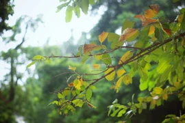 Không khí lạnh tăng cường, Bắc Bộ và Trung Bộ mưa trở lại