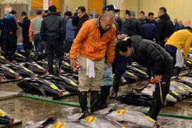 Nhật Bản dự kiến nâng mức phạt đối với đánh bắt trộm hải sản