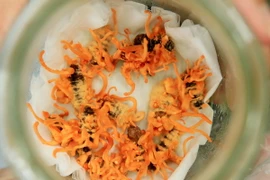 Nuôi cấy thành công nấm đông trùng hạ thảo trên nhộng tằm