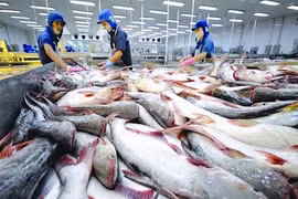 Xuất khẩu thủy sản sang khối các nước CPTPP trong 5 năm gần đây đã tăng từ 2,2 tỷ USD năm 2018 lên 2,9 tỷ USD vào năm 2022. (Ảnh: Đức Duy/Vietnam+)