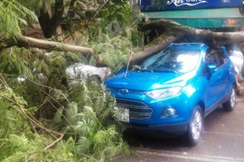 Chiếc xế hộp Ford đỗ ven đường bất ngờ bị cây phượng đè lên. (Ảnh: Trung Hiền/Vietnam+)