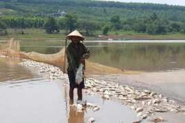 Cá chết hàng loạt. (Ảnh: K Gửi H/TTXVN)