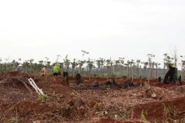 Ảnh chỉ có tính minh họa. (Ảnh: Dương Giang/TTXVN)