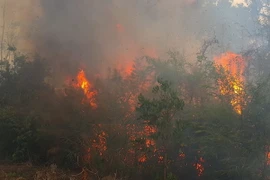 Ảnh chỉ có tính minh họa. (Ảnh: Hồng Điệp/TTXVN)