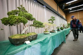 Triển lãm hoa xuân và nghệ thuật bonsai diễn ra trong hai ngày 31/3 và 1/4 ở Vancouver, Canada, thu hút hàng trăm du khách tới chiêm ngưỡng. (Nguồn: THX/TTXVN)