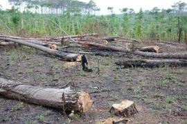 Rừng thông dọc Quốc lộ 28 bị cưa hạ, đốt trụi. (Ảnh: Anh Dũng/TTXVN)