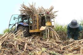 Người nông dân thu hoạch mía. (Ảnh: Hoài Nam/TTXVN)