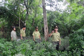 Ảnh minh họa. (Nguồn: TTXVN) 