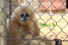 Ảnh minh họa. (Hùng Võ/Vietnam+) 