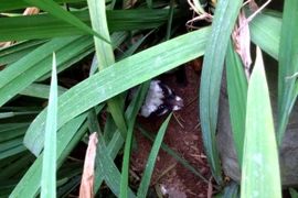 Cứu hộ cá thể cầy vòi hương bị lạc tại ngôi nhà cổ trên phố Hà Nội. (Nguồn ảnh: SVW cung cấp)