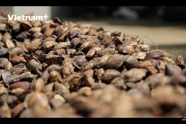 [Video] Mứt hạt bàng: Niềm tự hào của ẩm thực Côn Đảo 