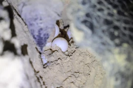 [Photo] Về Hòn Bảy Cạnh - Côn Đảo xem rùa mẹ đẻ trăm trứng mỗi đêm