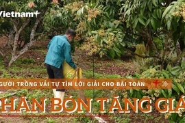 [Video] Người trồng vải tự giải bài toán giá phân bón tăng cao