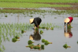 Vụ Đông Xuân năm 2023-2024, khu vực Trung du và Đồng bằng Bắc Bộ canh tác 492.946ha lúa. (Ảnh: Văn Tý/TTXVN)