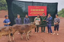 Đoàn kinh tế-quốc phòng 379 hỗ trợ trao bò giống, tạo sinh kế bền vững cho người nghèo vùng biên. (Ảnh: Xuân Tiến/TTXVN) 
