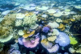 San hô bị tẩy trắng quanh đảo Lizard trên Rạn san hô Great Barrier, Australia ngày 5/4/2024. (Ảnh: AFP/TTXVN)