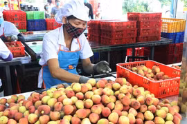 Sơ chế vải xuất khẩu tại nhà máy của Công ty Cổ phần Ameii Việt Nam đặt tại xã Thanh Xá, huyện Thanh Hà, tỉnh Hải Dương. (Ảnh: Mạnh Minh/TTXVN) 