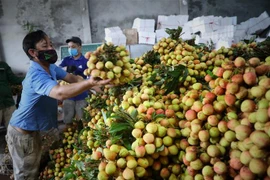 Một điểm thu mua vải ở Bắc Giang. (Ảnh: Danh Lam/TTXVN) 