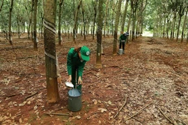 Công nhân thu hoạch mủ cao su. (Ảnh: Vũ Sinh/TTXVN)