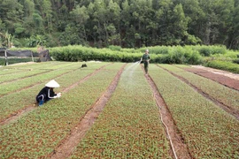 Công ty Trách nhiệm hữu hạn Một thành viên Lâm nghiệp Bắc Kạn, xã Thanh Thịnh, huyện Chợ Mới, tỉnh Bắc Kạn mỗi năm sản xuất khoảng hơn 3 triệu cây giống lâm nghiệp phục vụ trồng rừng. (Ảnh: Vũ Sinh/TTXVN)