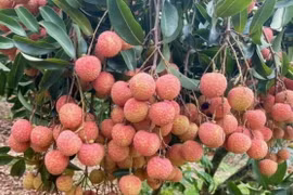 Vải chín sớm Phương Nam là một trong những giống vải có chất lượng tốt nhất, trái to vỏ mỏng, gai thưa cùi dày, nhiều nước, mùi thơm, vị ngọt chua dịu. (Nguồn: Báo Quảng Ninh)