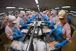 Dây chuyền chế biến tôm đông lạnh xuất khẩu của Công ty cổ phần thủy sản Minh Phú Hậu Giang ở Khu công nghiệp Sông Hậu (xã Đông Phú, huyện Châu Thành, tỉnh Hậu Giang). (Ảnh: Vũ Sinh/TTXVN) 