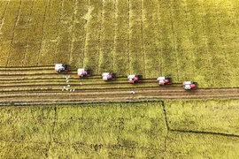 Thu hoạch lúa tại cánh đồng liên kết phục vụ xuất khẩu ở huyện Thoại Sơn, tỉnh An Giang. (Ảnh: Công Mạo/TTXVN)