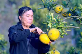 Cựu chiến binh Nguyễn Văn Dũng thu hoạch bưởi. (Ảnh: Quang Quyết/TTXVN) 