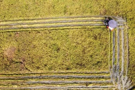 Thu hoạch lúa mùa trên cánh đồng Hoàng Chung xã Đồng Ích, huyện Lập Thạch, Vĩnh Phúc. (Ảnh: Hoàng Hùng/TTXVN) 