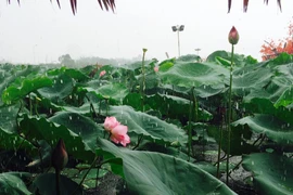 Phía Đông Bắc Bộ và Thủ đô Hà Nội chiều tối và đêm có mưa rào và dông vài nơi. (Ảnh: Lan Phương/Vietnam+)