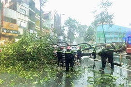Cây dầu cổ thụ cao 30m bật gốc chắn ngang đường Nguyễn Tri Phương (quận 10) khiến một người bị thương nặng và giao thông tê liệt trong nhiều giờ liền. (Ảnh: Hồng Giang/TTXVN) 