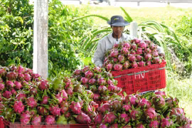 Thu hoạch thanh long ở Bình Thuận. (Ảnh: Nguyễn Thanh/TTXVN) 