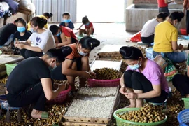 Lao động nữ chế biến long nhãn tại huyện Sông Mã, tỉnh Sơn La. (Ảnh: Quang Quyết/TTXVN) 